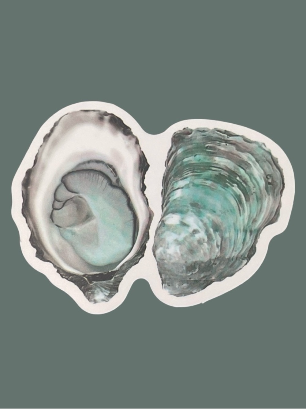 Oyster Shell Sticker Teal and Gray Seashell Design